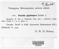Puccinia gigantispora image